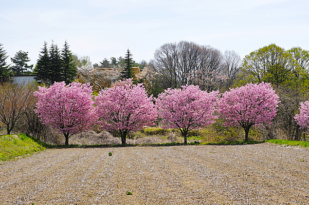 포토 JPG 주간 나무 자연 꽃나무 풍경 사람없음 야외 일본 땅 국내포토 자연요소 식물 꽃 아시아 생태계 파일형식