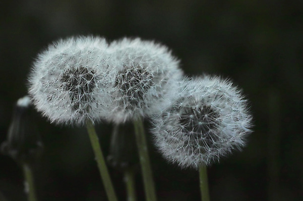 포토 JPG 식물 꽃 사람없음 흰색 민들레 세송이 민들레홀씨 국내포토 컬러 3 파일형식