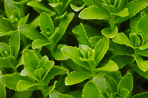 포토 JPG 주간 식물 잎 사람없음 야외 초록색 새싹 국내포토 자연요소 컬러 파일형식