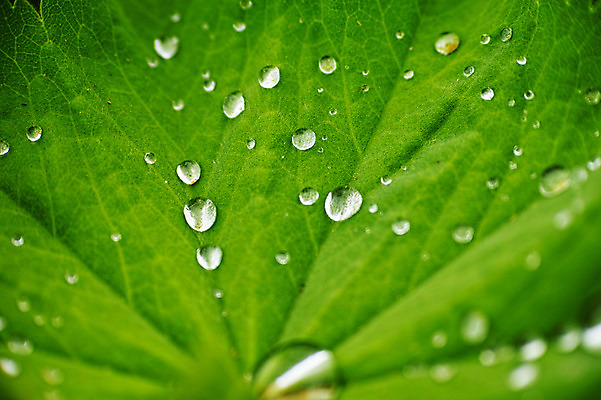 포토 JPG 주간 식물 백그라운드 잎 나뭇잎 사람없음 야외 초록색 물방울 이슬 국내포토 자연요소 컬러 파일형식