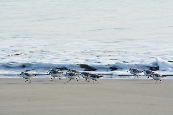 포토 JPG 주간 동물 바다 여러마리 조류 해변 사람없음 야외 일본 물떼새 국내포토 자연요소 아시아 다수 파일형식
