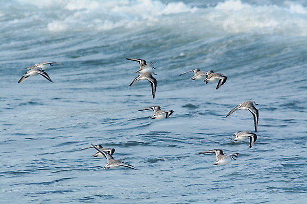 포토 JPG 주간 동물 파도 바다 여러마리 조류 사람없음 야외 일본 비행 물떼새 국내포토 자연요소 아시아 다수 파일형식