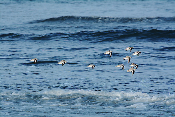 포토 JPG 주간 동물 바다 여러마리 조류 사람없음 야외 일본 비행 물떼새 국내포토 자연요소 아시아 다수 파일형식