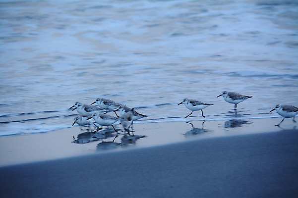 포토 JPG 주간 동물 바다 여러마리 조류 해변 사람없음 야외 일본 물떼새 국내포토 자연요소 아시아 다수 파일형식