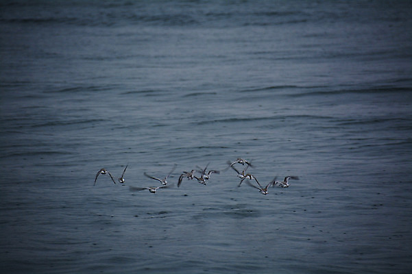 포토 JPG 주간 동물 바다 여러마리 조류 사람없음 야외 일본 비행 물떼새 국내포토 자연요소 아시아 다수 파일형식