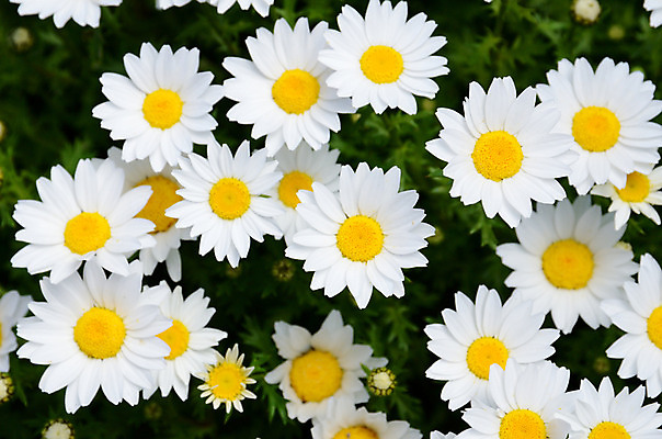 포토 JPG 식물 꽃 여러송이 사람없음 흰색 마거리트 국내포토 컬러 다수 파일형식