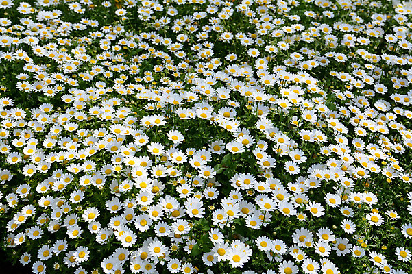포토 JPG 주간 여러송이 꽃밭 자연 풍경 사람없음 야외 일본 흰색 마거리트 국내포토 자연요소 꽃 아시아 컬러 다수 생태계 파일형식