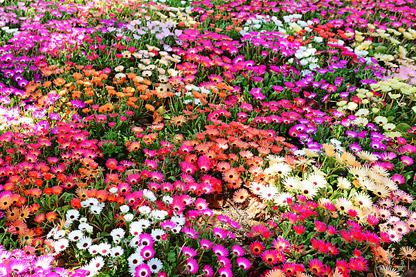 포토 JPG 주간 여러송이 꽃밭 자연 풍경 사람없음 야외 일본 봄 채송화 국내포토 자연요소 계절 꽃 아시아 다수 생태계 파일형식