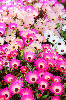 포토 JPG 식물 꽃 분홍색 여러송이 사람없음 봄 흰색 채송화 국내포토 계절 컬러 다수 파일형식