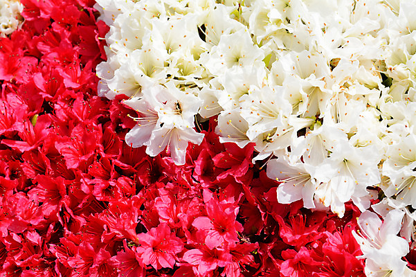 포토 JPG 식물 꽃 여러송이 사람없음 빨간색 흰색 철쭉 국내포토 컬러 다수 파일형식