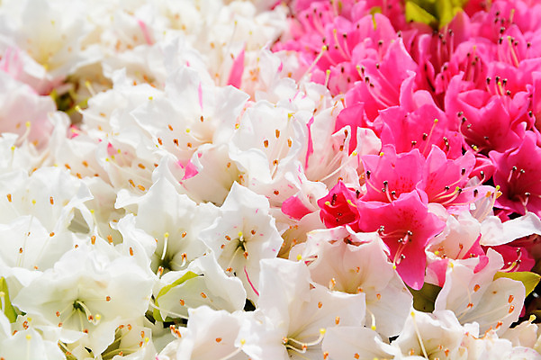 포토 JPG 식물 꽃 분홍색 여러송이 사람없음 흰색 철쭉 국내포토 컬러 다수 파일형식