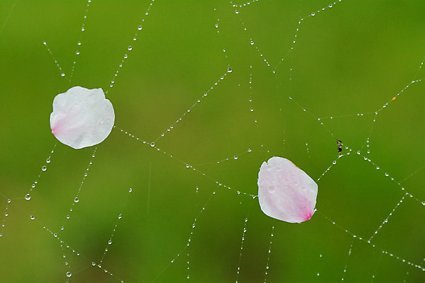 포토 JPG 식물 꽃잎 사람없음 벚꽃 물방울 이슬 거미줄 국내포토 꽃 파일형식