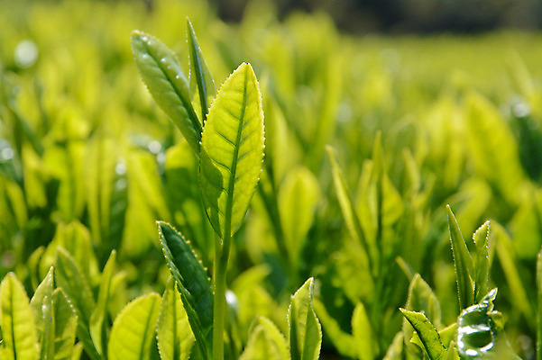 포토 JPG 주간 식물 백그라운드 농업 사람없음 야외 농사 일본 바탕화면 녹차밭 녹차잎 국내포토 자연요소 산업 아시아 밭 녹차 찻잎 파일형식