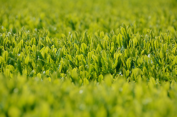 포토 JPG 주간 식물 백그라운드 농업 사람없음 야외 농사 일본 바탕화면 녹차밭 녹차잎 국내포토 자연요소 산업 아시아 밭 녹차 찻잎 파일형식