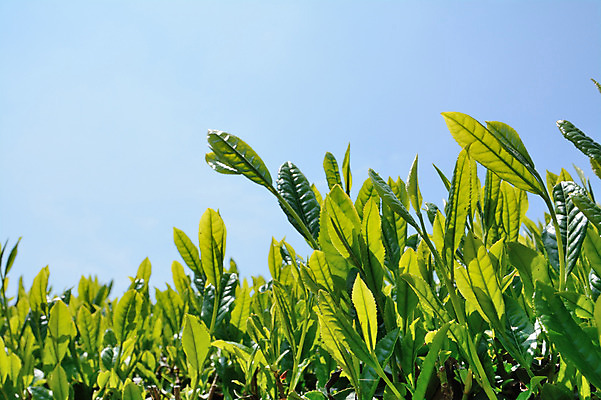 포토 JPG 주간 식물 백그라운드 농업 풍경 사람없음 야외 농사 일본 바탕화면 녹차밭 녹차잎 국내포토 자연요소 산업 아시아 밭 녹차 찻잎 파일형식