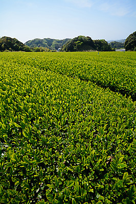 포토 JPG 주간 농업 풍경 사람없음 야외 농사 일본 녹차밭 녹차잎 국내포토 자연요소 산업 아시아 밭 녹차 찻잎 파일형식