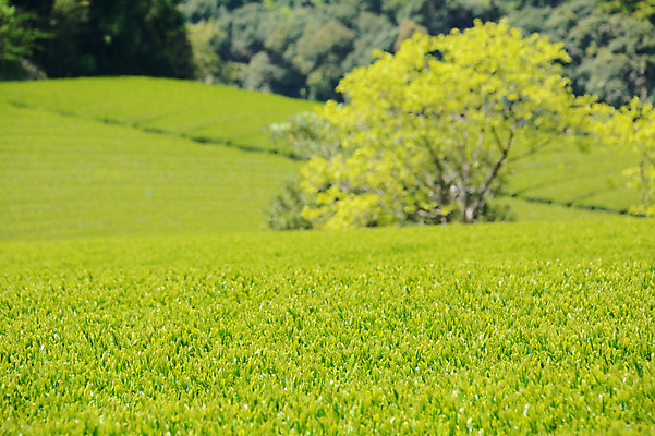 포토 JPG 주간 식물 농업 풍경 사람없음 야외 농사 일본 녹차밭 녹차잎 국내포토 자연요소 산업 아시아 밭 녹차 찻잎 파일형식