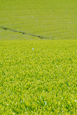 포토 JPG 주간 식물 농업 풍경 사람없음 야외 농사 일본 녹차밭 녹차잎 국내포토 자연요소 산업 아시아 밭 녹차 찻잎 파일형식