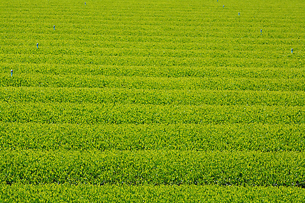 포토 JPG 주간 식물 백그라운드 농업 풍경 사람없음 야외 농사 일본 바탕화면 녹차밭 녹차잎 국내포토 자연요소 산업 아시아 밭 녹차 찻잎 파일형식