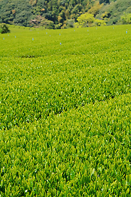 포토 JPG 주간 식물 농업 풍경 사람없음 야외 농사 일본 녹차밭 녹차잎 국내포토 자연요소 산업 아시아 밭 녹차 찻잎 파일형식