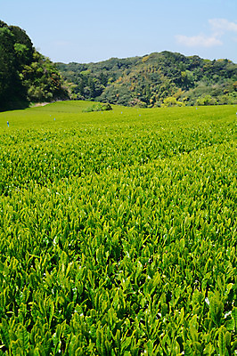 포토 JPG 주간 농업 풍경 사람없음 야외 농사 일본 녹차밭 녹차잎 국내포토 자연요소 산업 아시아 밭 녹차 찻잎 파일형식