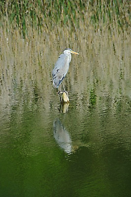 포토 JPG 주간 동물 한마리 호수 사람없음 야외 일본 연못 왜가리 말뚝 국내포토 자연요소 1 아시아 조류 파일형식