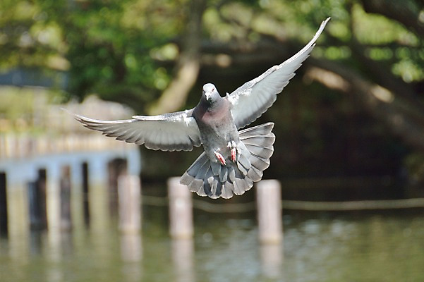 포토 JPG 주간 한마리 사람없음 야외 일본 비행 도쿄 비둘기 국내포토 자연요소 1 아시아 조류 파일형식