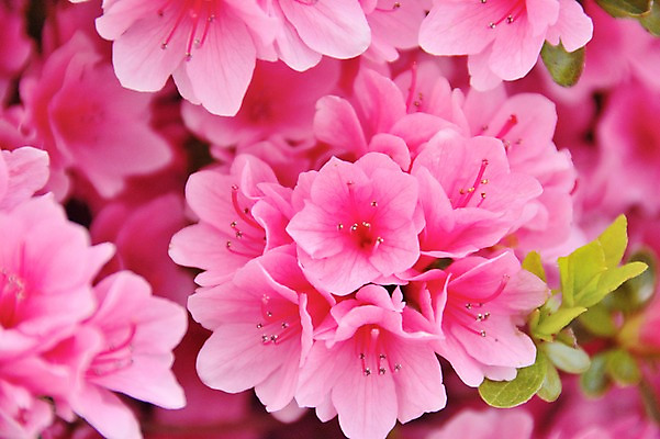 포토 JPG 식물 꽃 분홍색 여러송이 사람없음 철쭉 국내포토 컬러 다수 파일형식