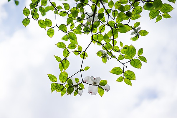포토 JPG 주간 식물 꽃 잎 하늘 나뭇잎 사람없음 야외 나뭇가지 산수유 산수유나무 국내포토 자연요소 나무 파일형식