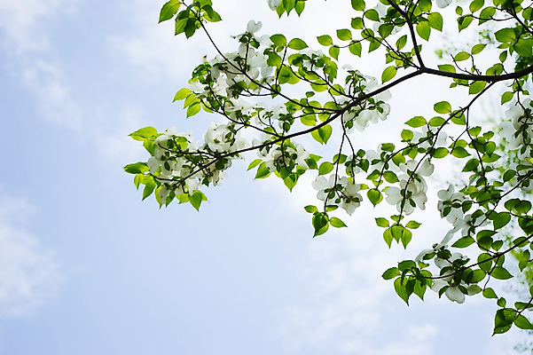 포토 JPG 주간 식물 꽃 여러송이 잎 하늘 나뭇잎 사람없음 야외 나뭇가지 산수유 산수유나무 국내포토 자연요소 나무 다수 파일형식