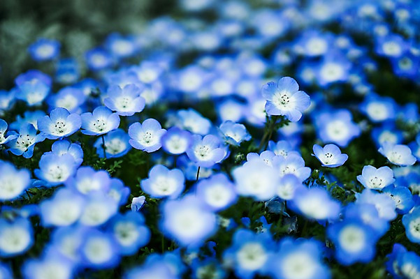 포토 JPG 식물 꽃 여러송이 꽃밭 사람없음 파란색 국내포토 컬러 다수 파일형식