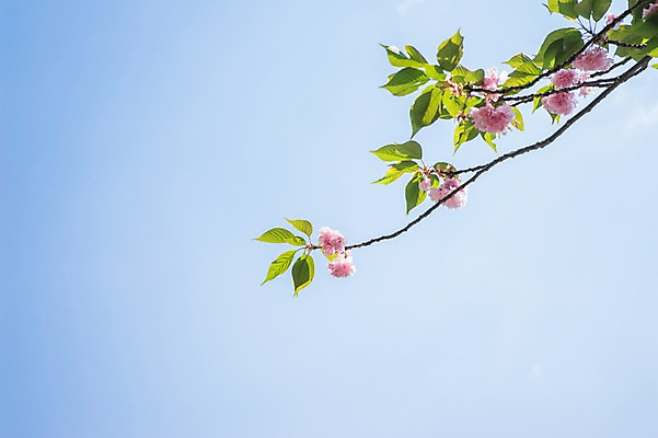 포토 JPG 주간 식물 꽃 분홍색 하늘 나뭇잎 꽃나무 사람없음 야외 나뭇가지 국내포토 자연요소 나무 컬러 잎 파일형식