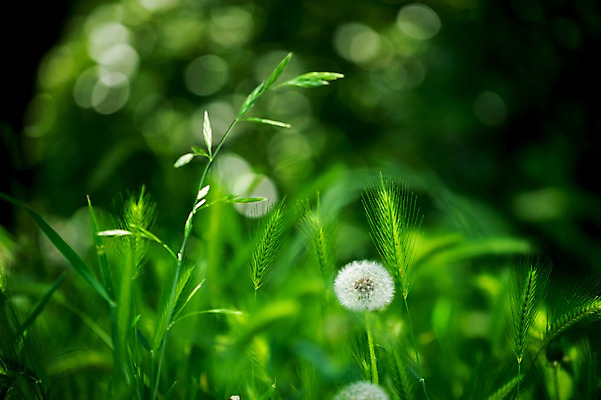 포토 JPG 식물 사람없음 풀 민들레 민들레홀씨 강아지풀 국내포토 꽃 한해살이풀 파일형식
