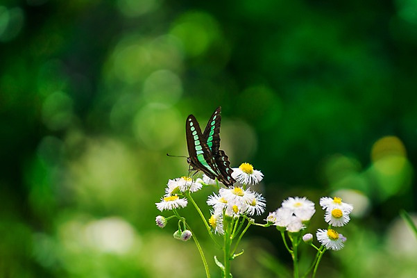 포토 JPG 식물 동물 한마리 꽃 여러송이 나비 사람없음 아웃포커스 흰색 보케 국내포토 1 컬러 다수 곤충 촬영기법 파일형식