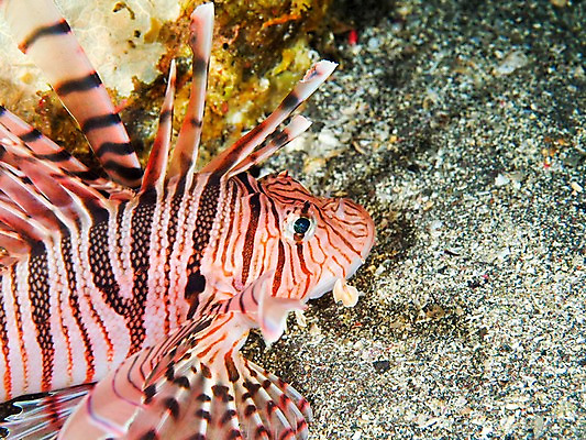 포토 JPG 한마리 바다 어류 풍경 사람없음 일본 바닷속 수중 쏠배감펭 수중사진 국내포토 1 아시아 수중동물 파일형식