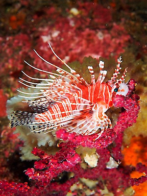 포토 JPG 동물 한마리 바다 어류 풍경 사람없음 일본 바닷속 수중 수중동물 해조류 쏠배감펭 수중사진 국내포토 1 아시아 해양식물 파일형식