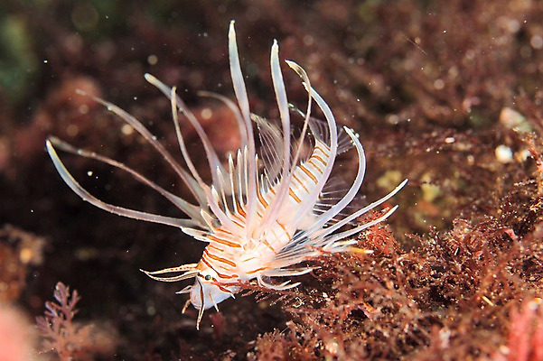 포토 JPG 동물 한마리 바다 어류 풍경 사람없음 일본 바닷속 수중 수중동물 쏠배감펭 수중사진 국내포토 1 아시아 파일형식