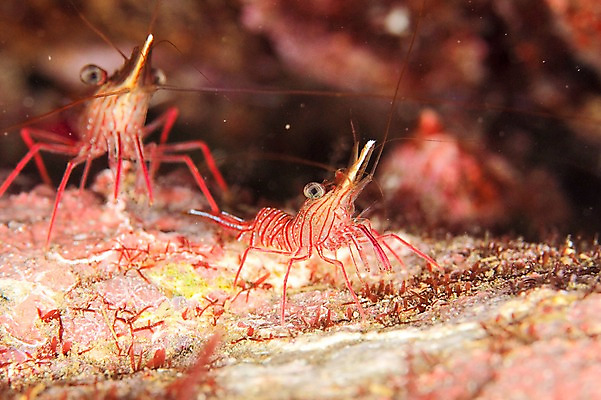 포토 JPG 동물 바다 두마리 풍경 사람없음 일본 바닷속 수중 수중동물 바닷가재 수중사진 국내포토 아시아 2 가재 파일형식