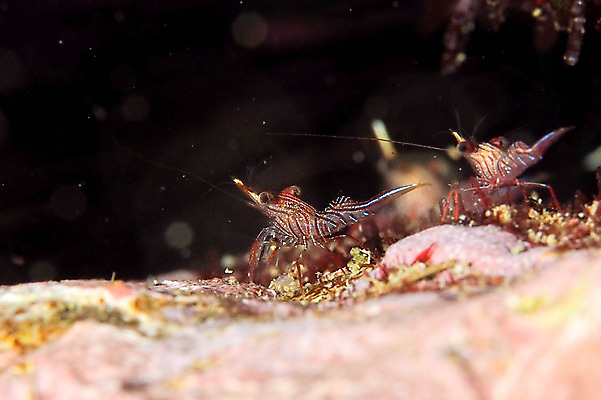 포토 JPG 동물 바다 두마리 풍경 사람없음 일본 바닷속 수중 수중동물 바닷가재 수중사진 국내포토 아시아 2 가재 파일형식