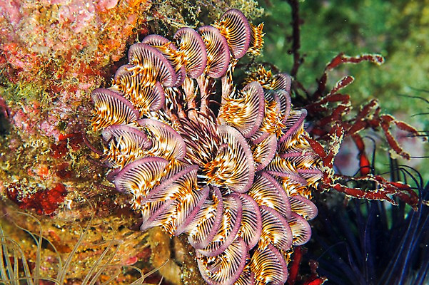 포토 JPG 바다 풍경 사람없음 일본 바닷속 수중 수중동물 해조류 수중사진 국내포토 동물 아시아 해양식물 파일형식