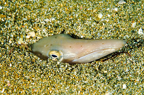 포토 JPG 동물 한마리 바다 어류 풍경 사람없음 일본 바닷속 수중 바다동물 수중동물 수중사진 국내포토 1 아시아 파일형식