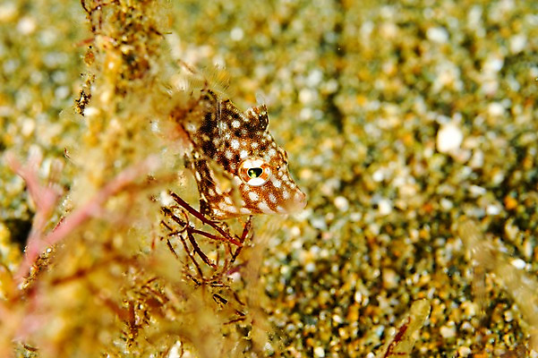 포토 JPG 동물 한마리 바다 어류 풍경 사람없음 일본 바닷속 수중 수중동물 수중사진 국내포토 1 아시아 파일형식