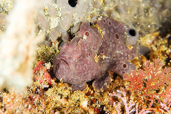 포토 JPG 동물 한마리 바다 어류 풍경 사람없음 일본 바닷속 수중 바다동물 수중동물 해조류 수중사진 국내포토 1 아시아 해양식물 파일형식