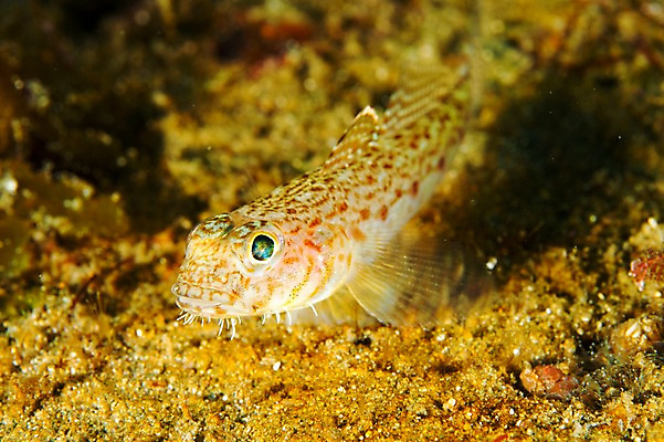 포토 JPG 동물 한마리 바다 어류 풍경 사람없음 일본 바닷속 수중 수중동물 수중사진 국내포토 1 아시아 파일형식