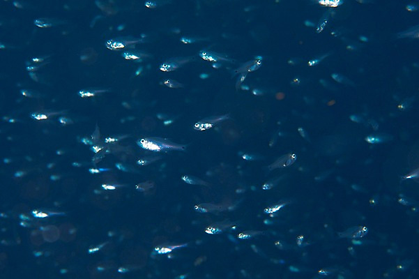 포토 JPG 동물 바다 여러마리 어류 풍경 사람없음 일본 바닷속 수중 수중동물 수중사진 국내포토 아시아 다수 파일형식