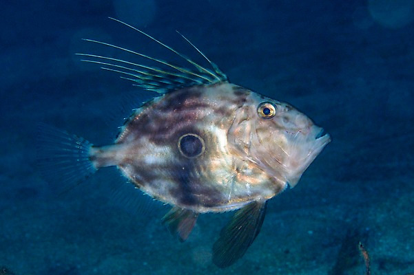 포토 JPG 동물 한마리 바다 어류 풍경 사람없음 일본 바닷속 수중 수중동물 수중사진 국내포토 1 아시아 파일형식