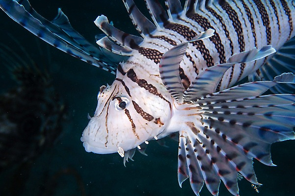 포토 JPG 한마리 바다 어류 풍경 사람없음 일본 바닷속 수중 쏠배감펭 수중사진 국내포토 1 아시아 수중동물 파일형식