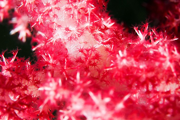 포토 JPG 바다 풍경 사람없음 빨간색 일본 바닷속 수중 수중동물 해조류 산호 수중사진 국내포토 동물 아시아 컬러 해양식물 자포동물 파일형식