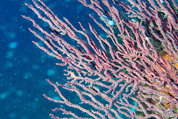포토 JPG 바다 풍경 사람없음 일본 바닷속 수중 수중동물 해조류 산호 수중사진 국내포토 동물 아시아 해양식물 자포동물 파일형식