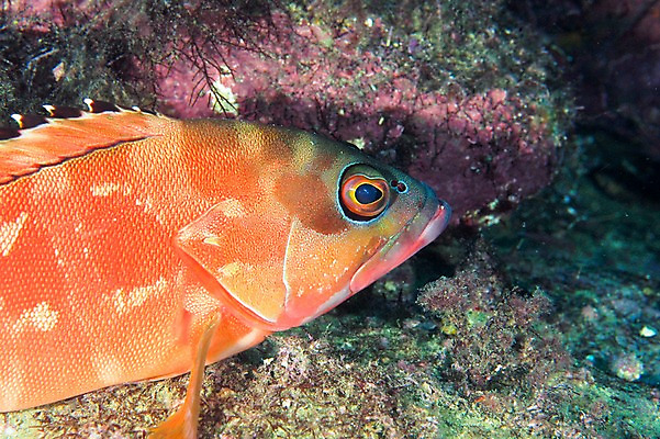 포토 JPG 동물 한마리 바다 어류 풍경 사람없음 일본 바닷속 수중 수중동물 수중사진 국내포토 1 아시아 파일형식